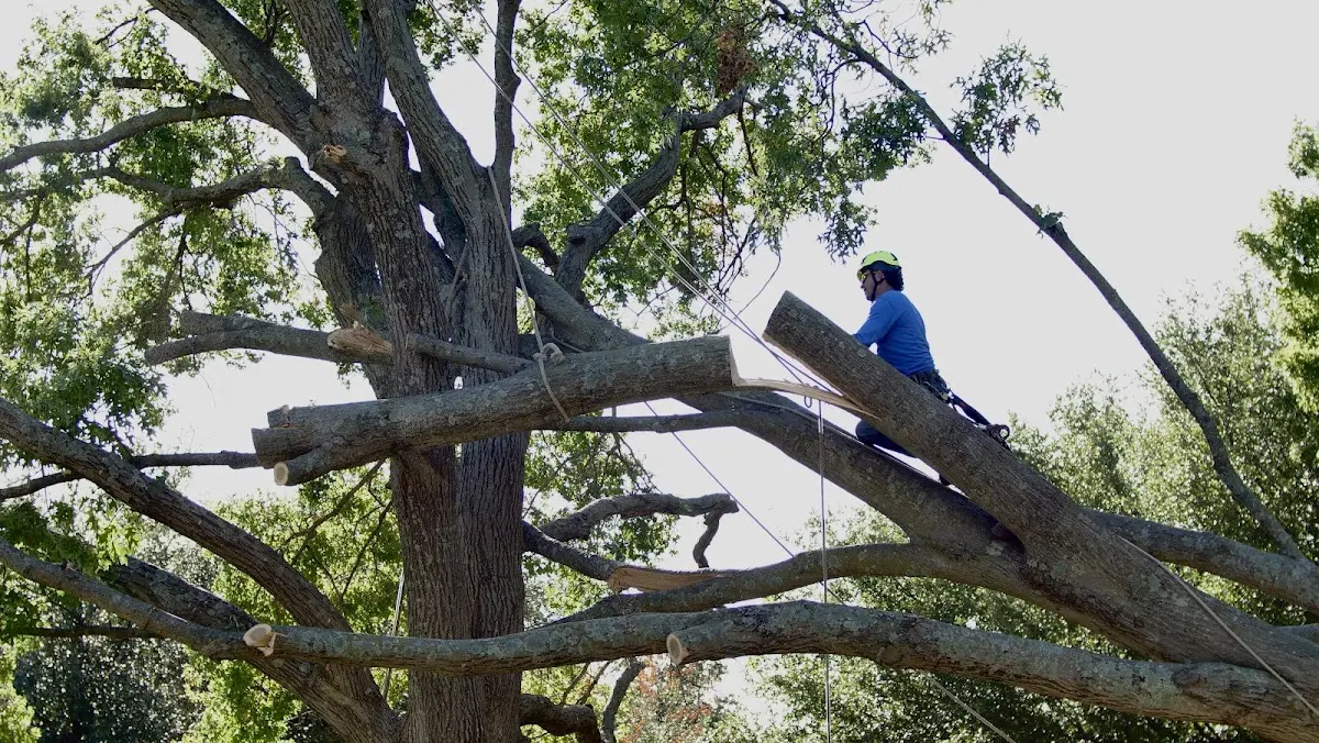 Professional Crown Thinning performed by certified arborists in San Anselmo