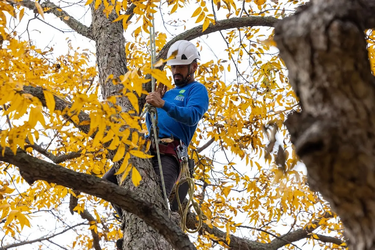 Skilled Tree Trimming crew working in San Anselmo